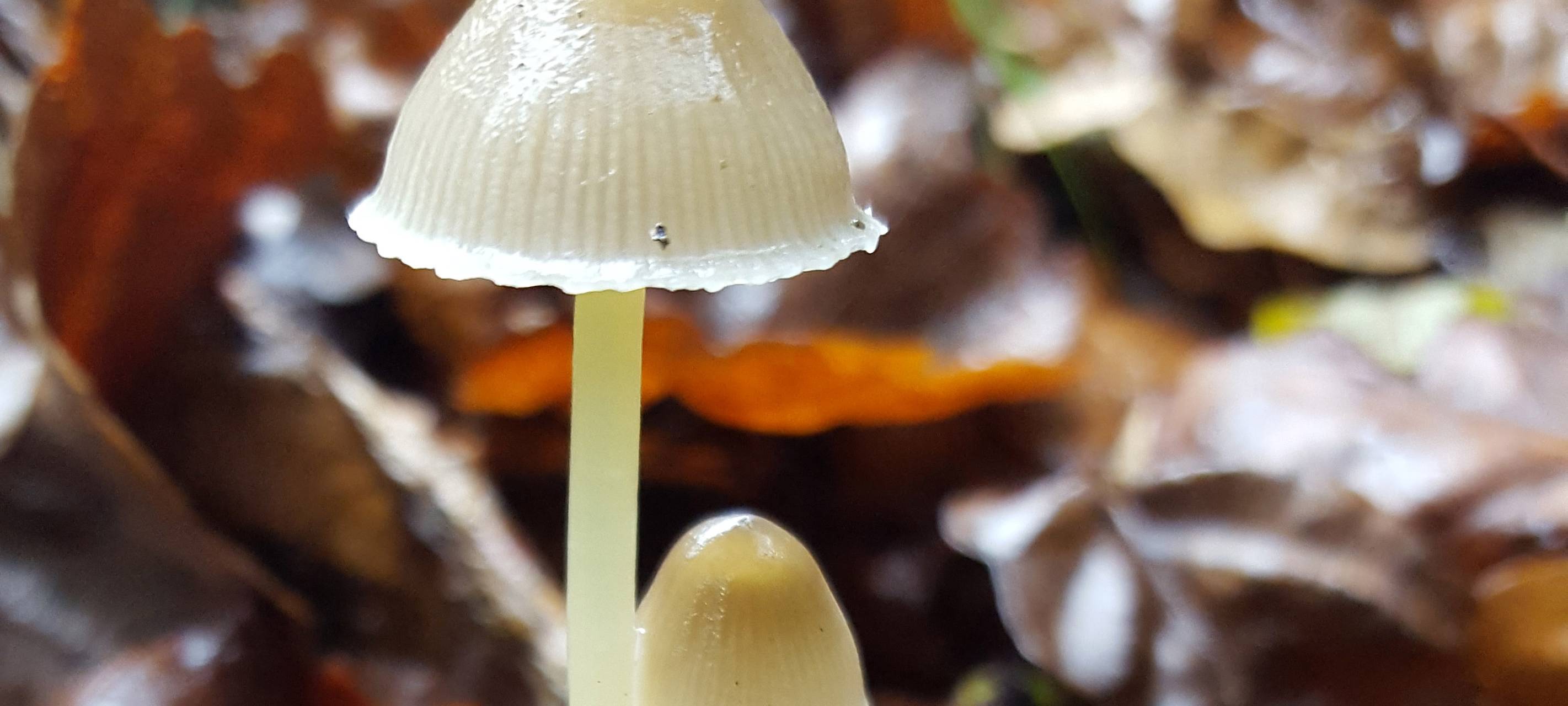 Viele Pilz-Sammler im Kreis Soest unterwegs