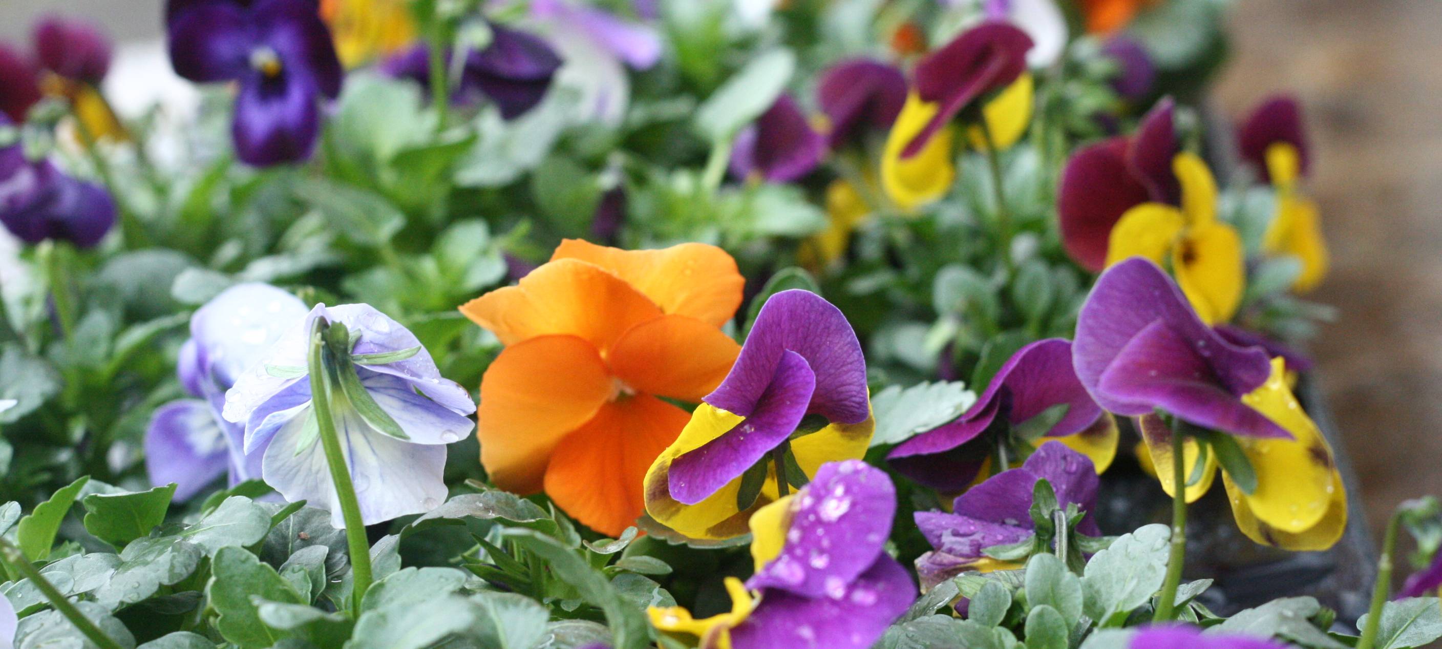 Tag der Offenen Gärten in Lippetal