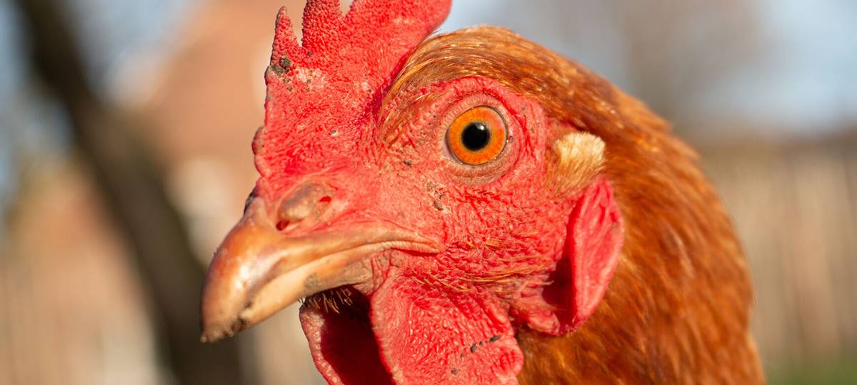 Geflügel-Stallpflicht im Kreis Soest aufgehoben