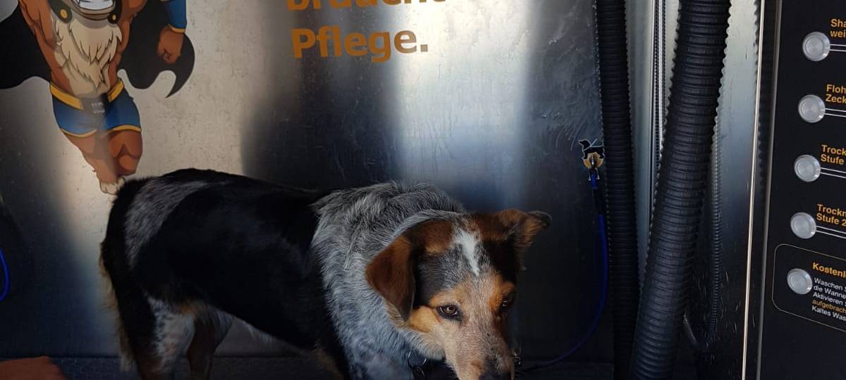 Die erste Hundewaschanlage im Kreis Soest
