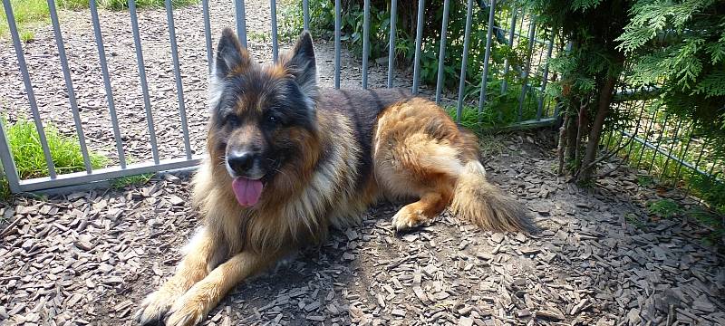 Hundesteuer im Kreis Soest ist angestiegen