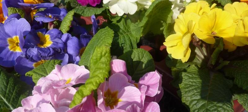 Allerheiligen: Viel los bei Blumenhändlern im Kreis Soest