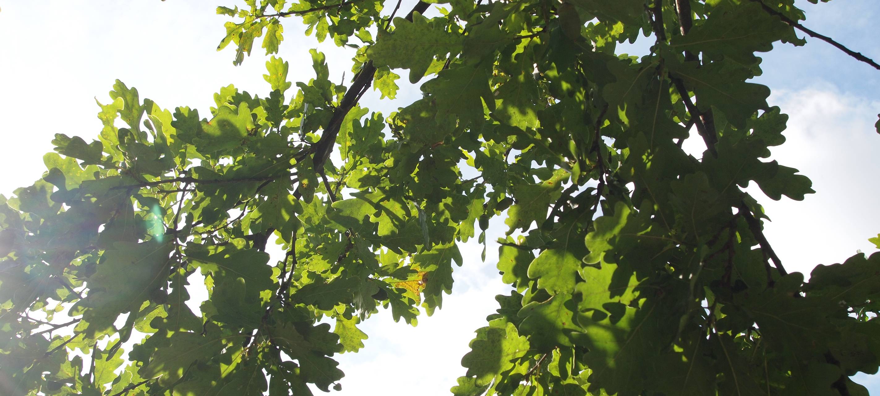 Neue Sommerrodelbahn in Winterberg