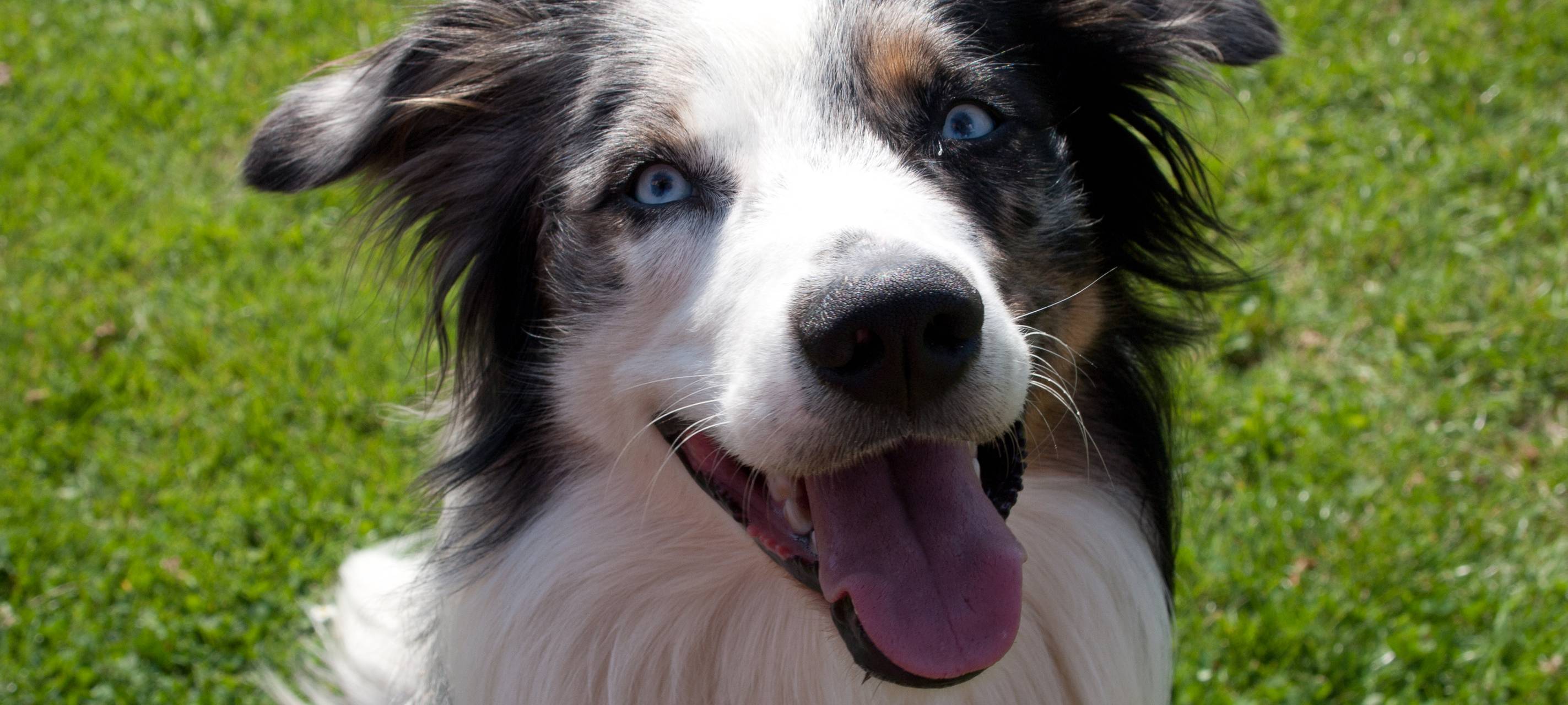 Kreis Soest: Hundesteuer bringt Rekordeinnahmen