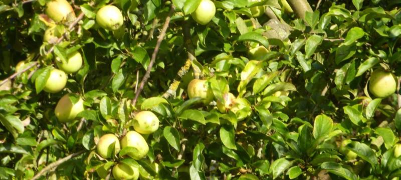 Öffentliche Obstbäume in Lippetal