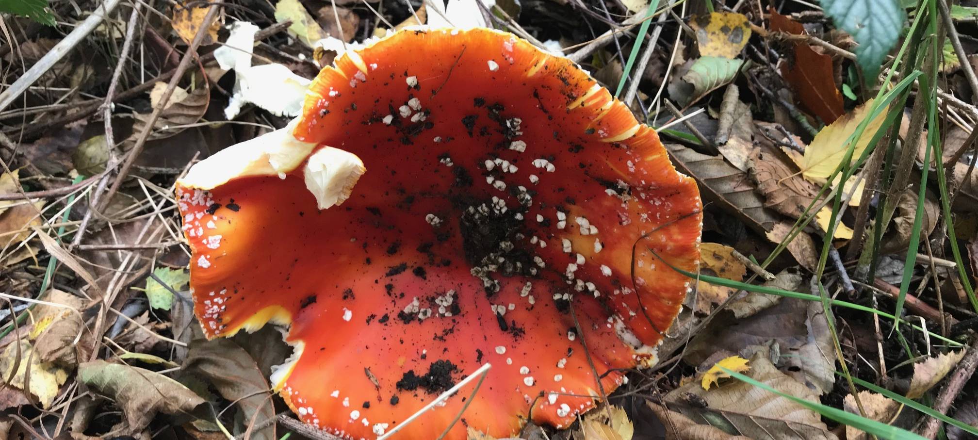 Pilz-Boom in den Wäldern im Kreis Soest
