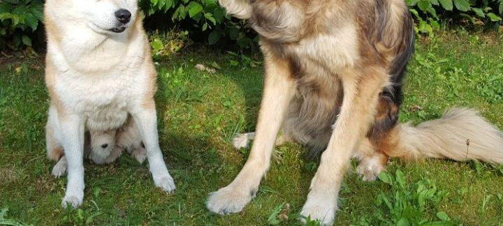 Hundeschwimmen im Schlossbad Erwitte