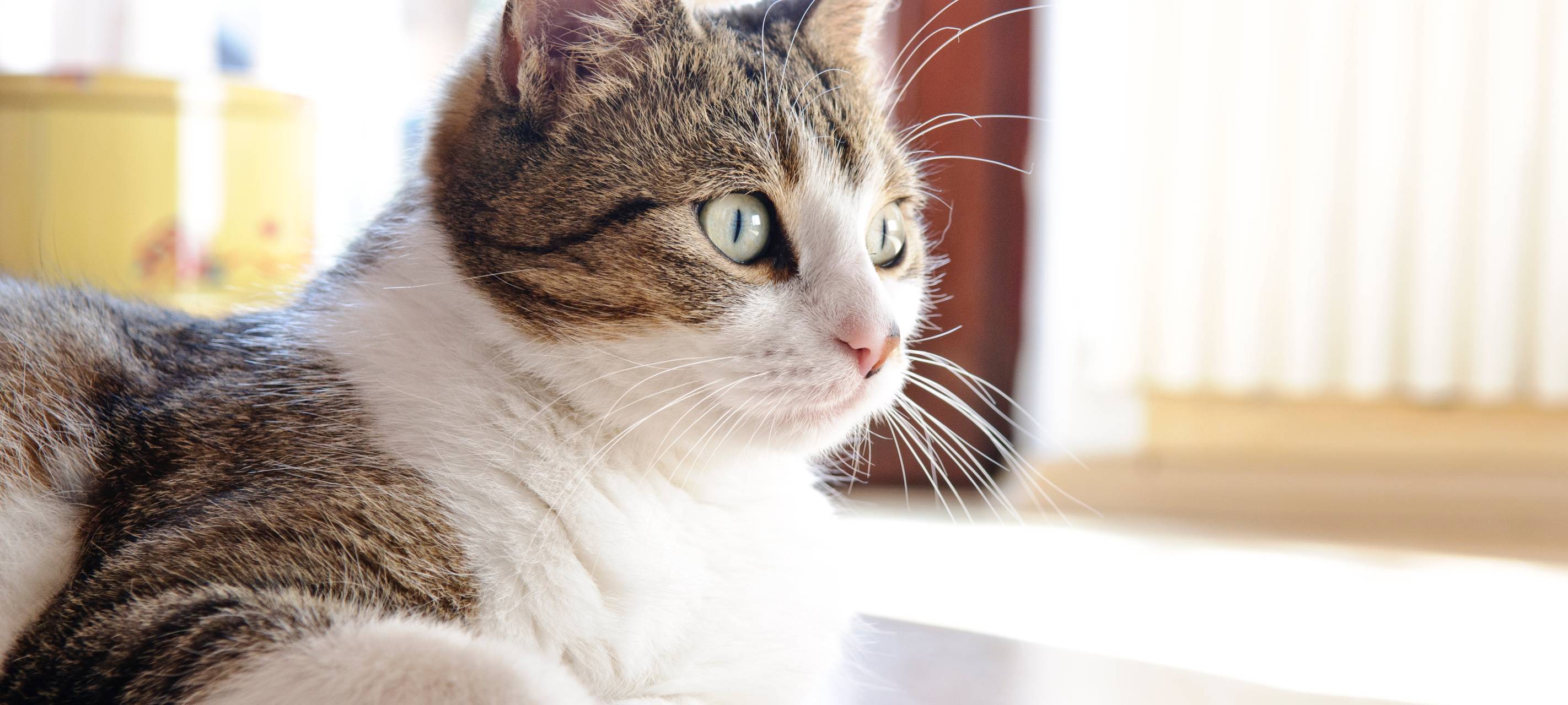 Aufruf des Soester Tierheims: Wilde Katzen fangen