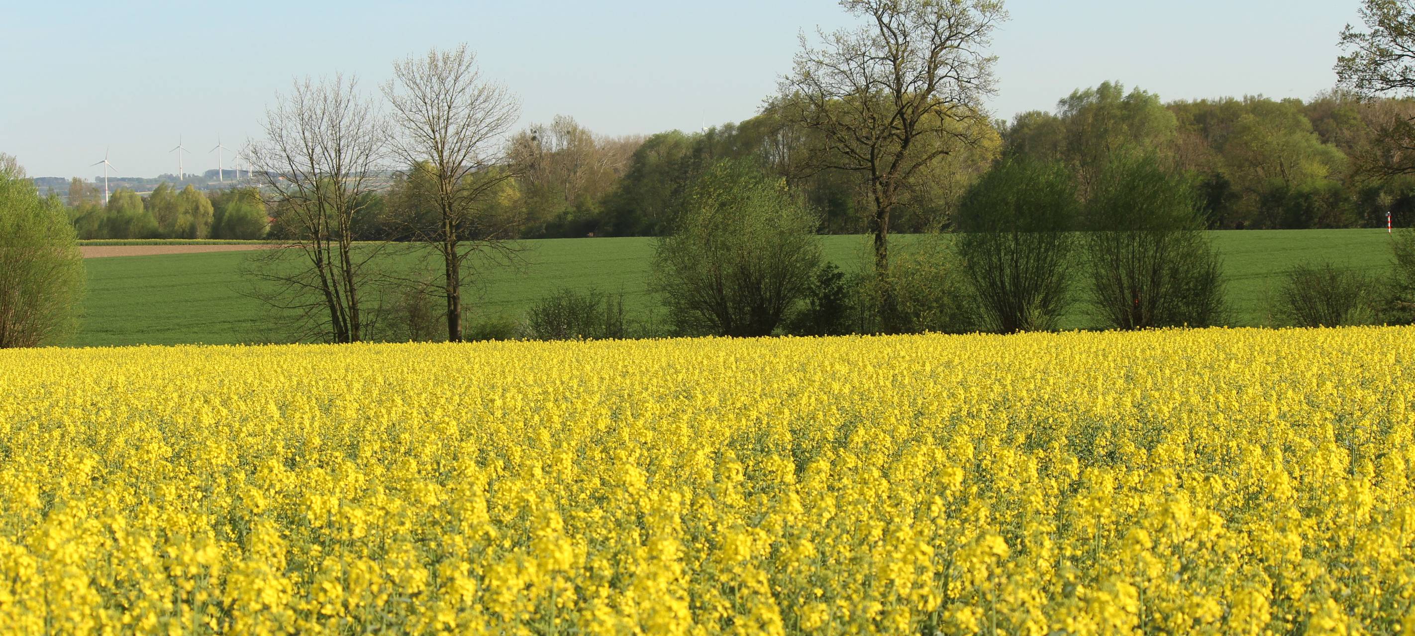 Frühe Rapsblüte auf den Feldern im Kreis Soest