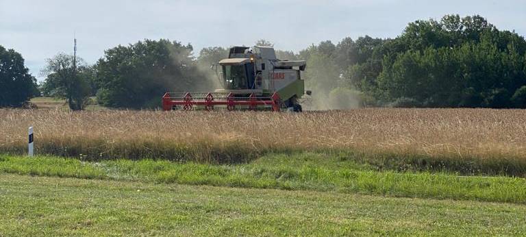 Ein Mähdrescher mäht das Getreide auf einem Feld in Warstein-Hirschberg.