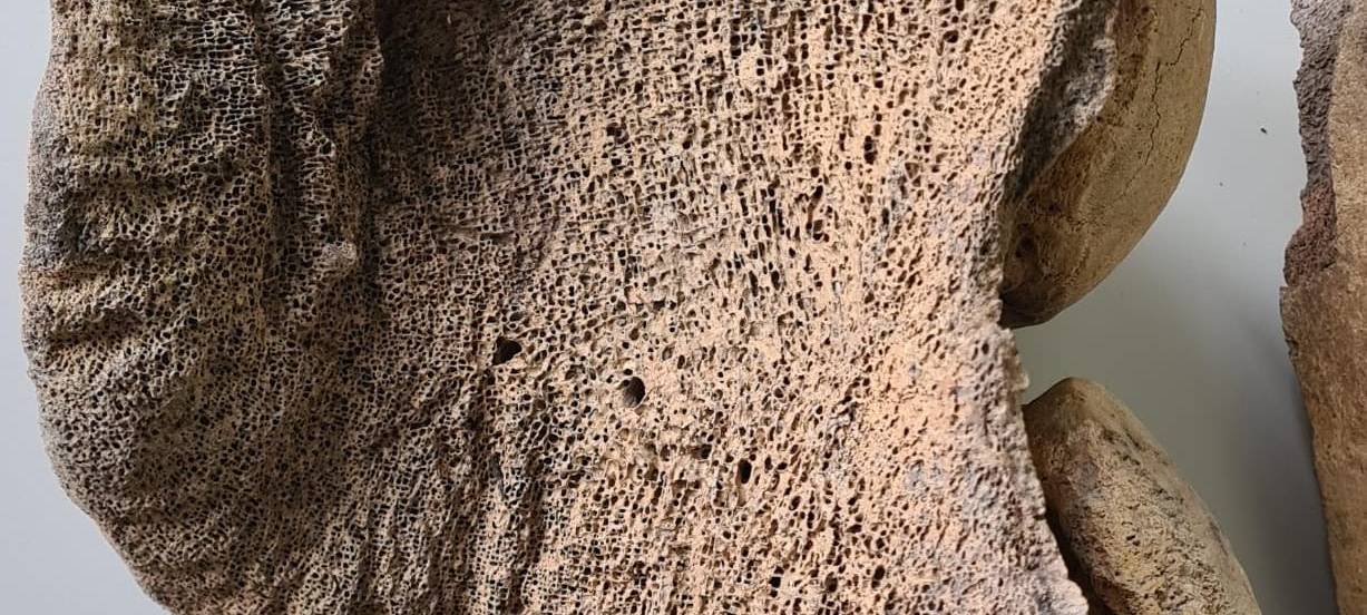 Mammut-Knochen auf Soester Dachboden entdeckt