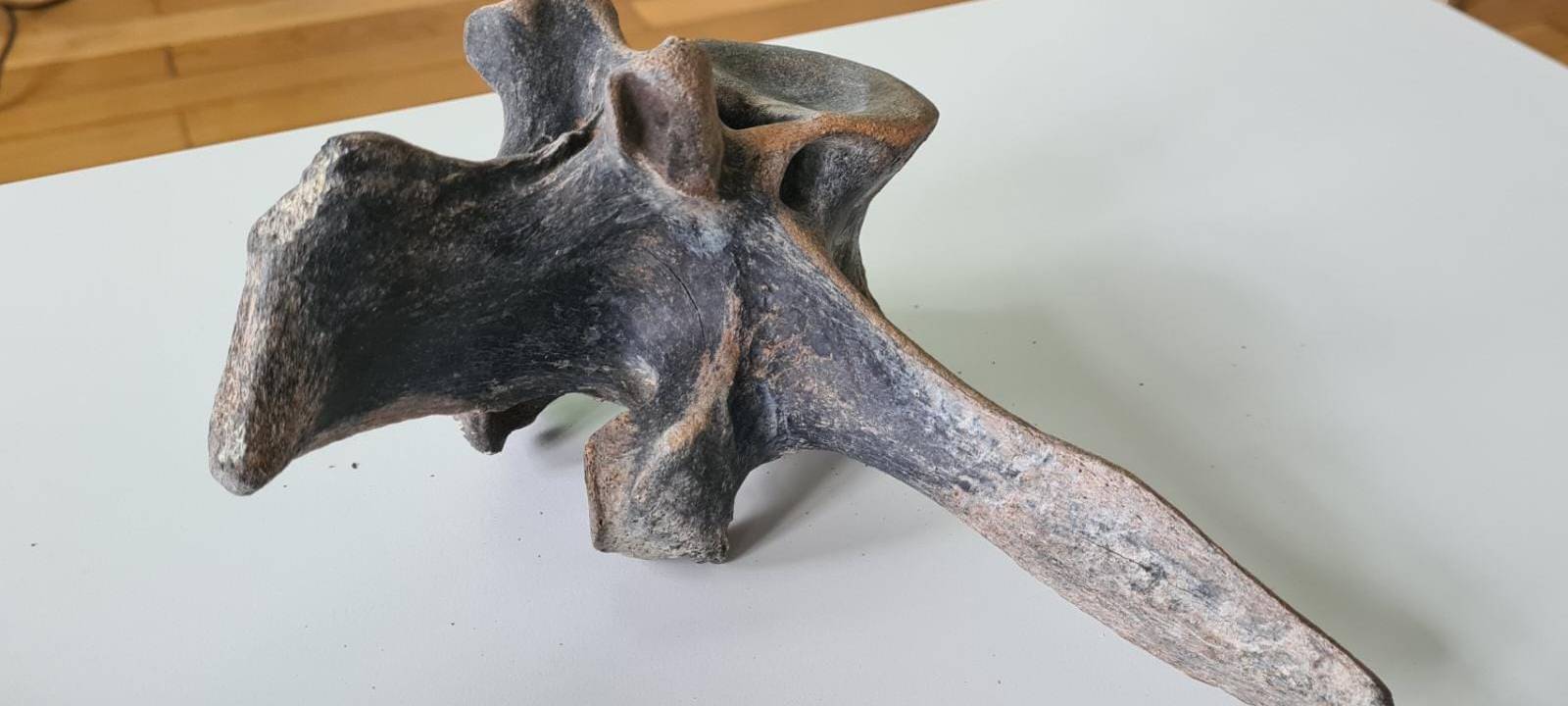 Mammut-Knochen auf Soester Dachboden entdeckt