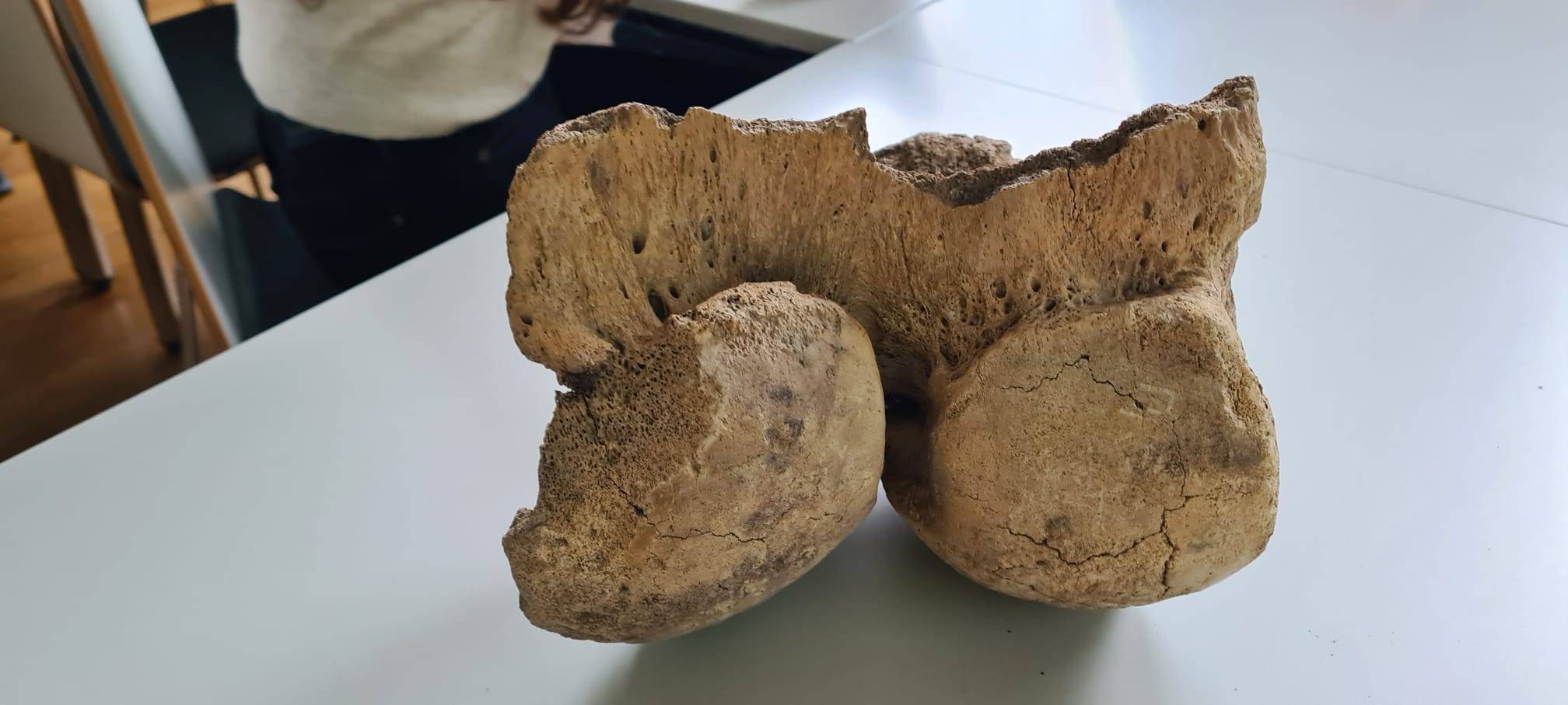 Mammut-Knochen auf Soester Dachboden entdeckt