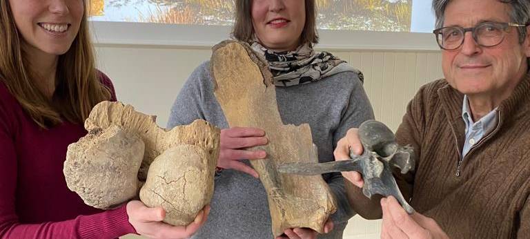 Mammut-Knochen auf Soester Dachboden entdeckt