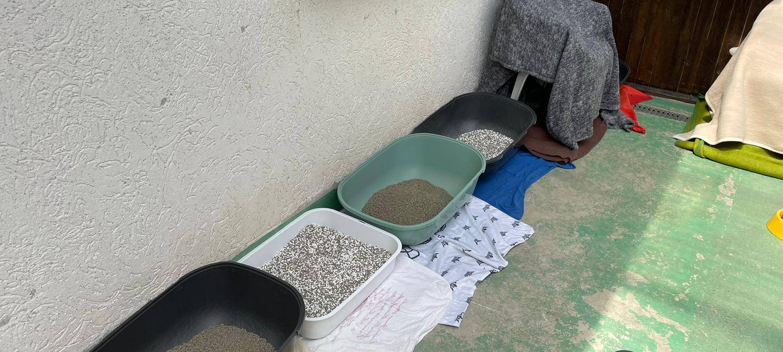 In einem Wohnhaus in Lippstadt wurden über 130 verwahrloste Katzen gefunden.