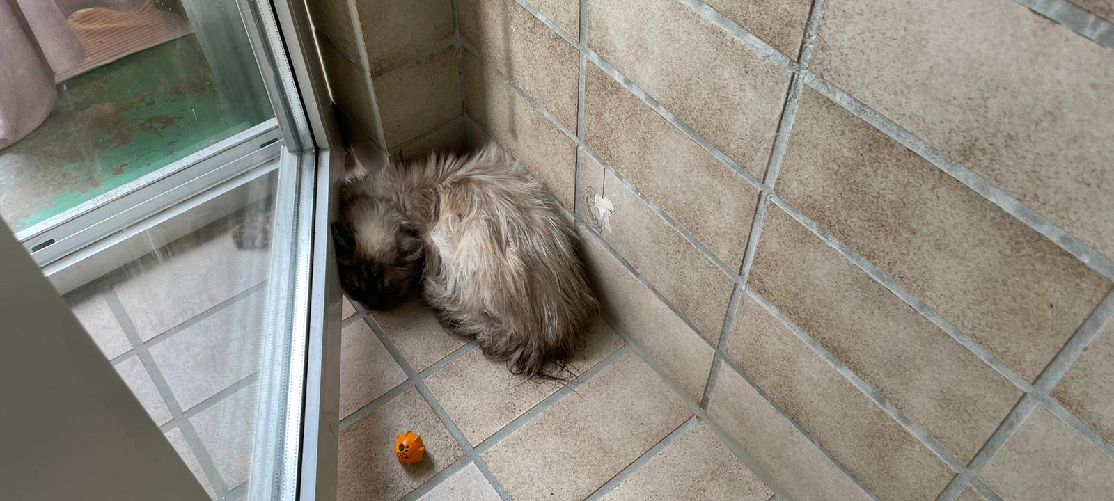 In einem Wohnhaus in Lippstadt wurden über 130 verwahrloste Katzen gefunden.