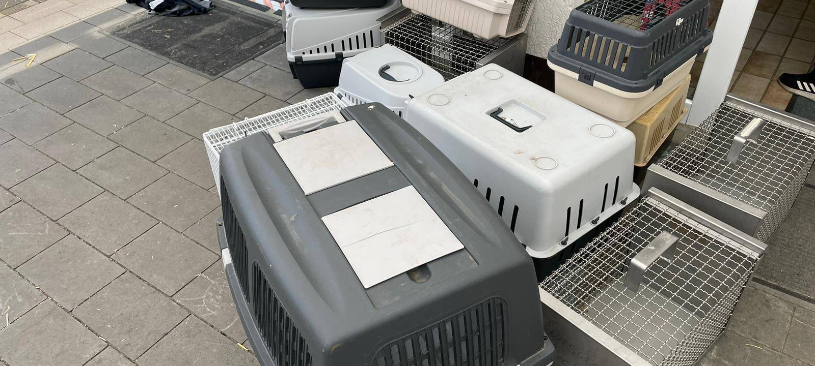 In einem Wohnhaus in Lippstadt wurden über 130 verwahrloste Katzen gefunden.