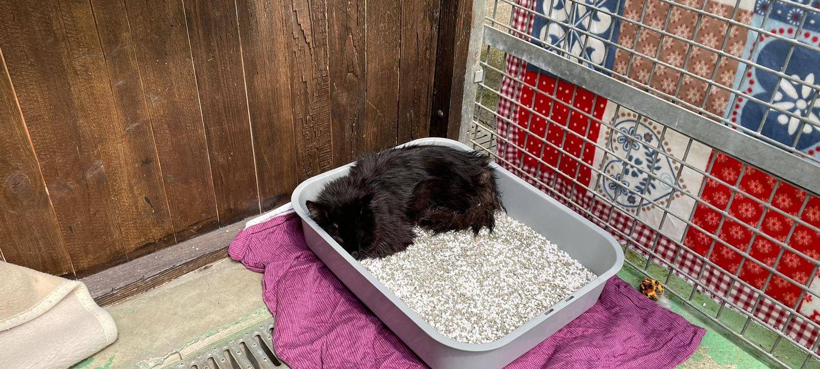 In einem Wohnhaus in Lippstadt wurden über 130 verwahrloste Katzen gefunden.