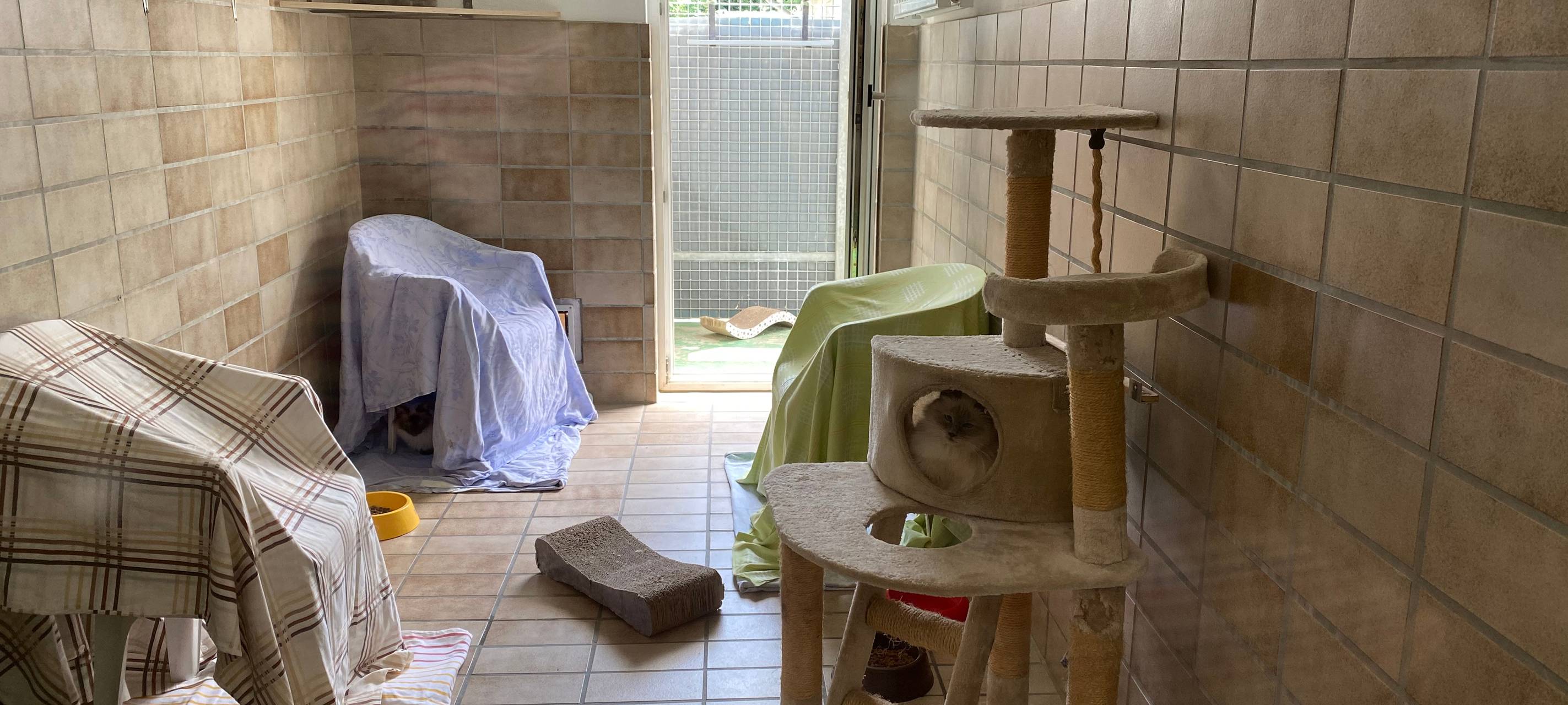 Lippstädter Schreckensfund: 172 Katzen suchen Zuhause!