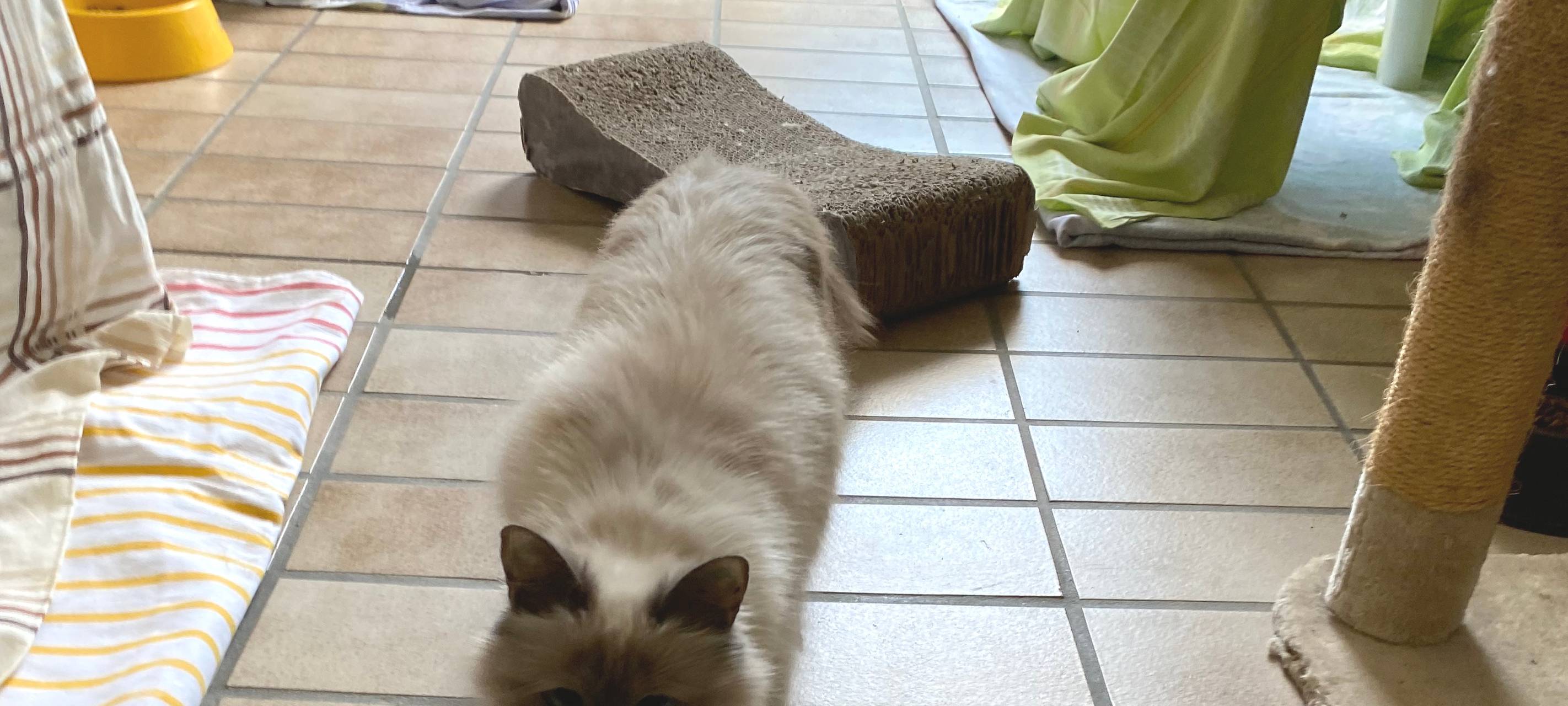 Lippstädter Schreckensfund: 172 Katzen suchen Zuhause!