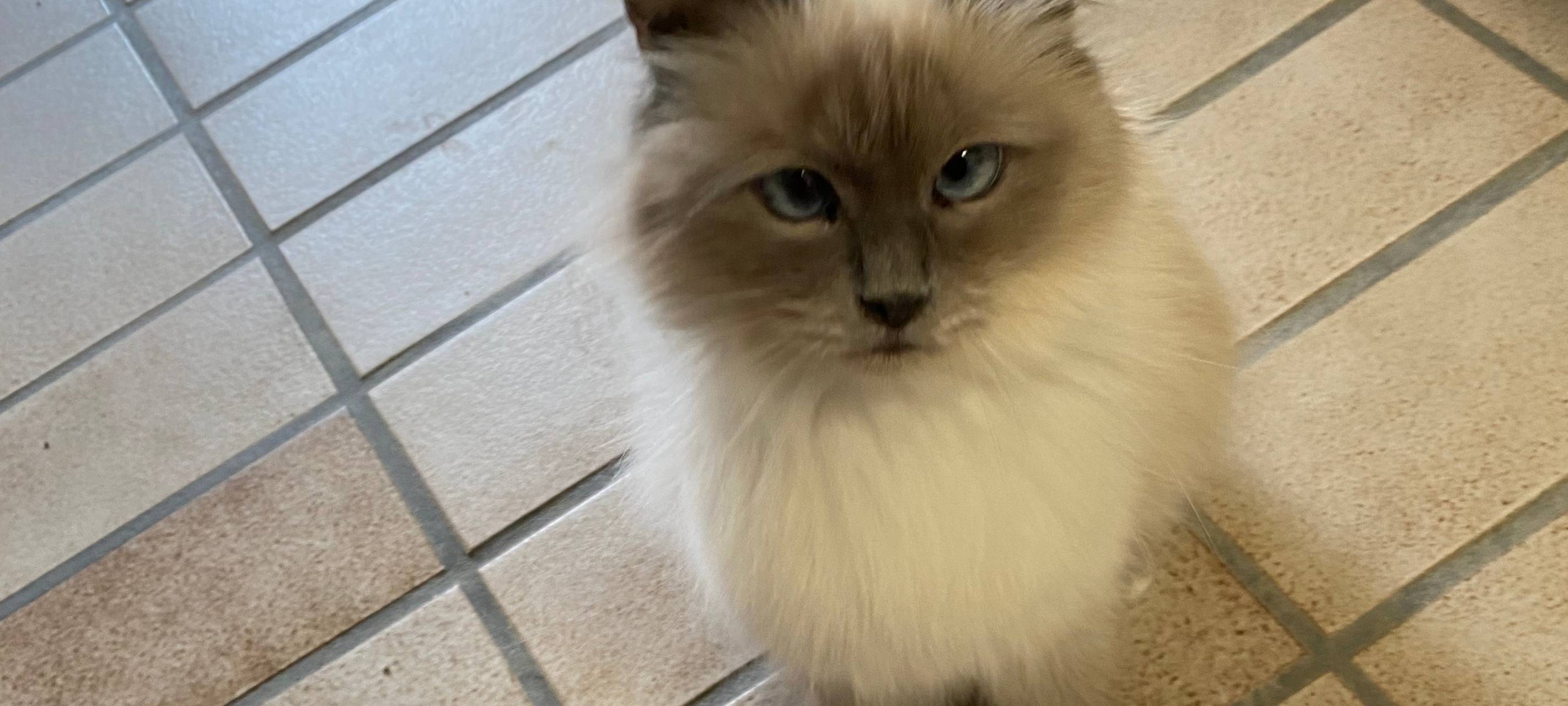 Lippstädter Schreckensfund: 172 Katzen suchen Zuhause!