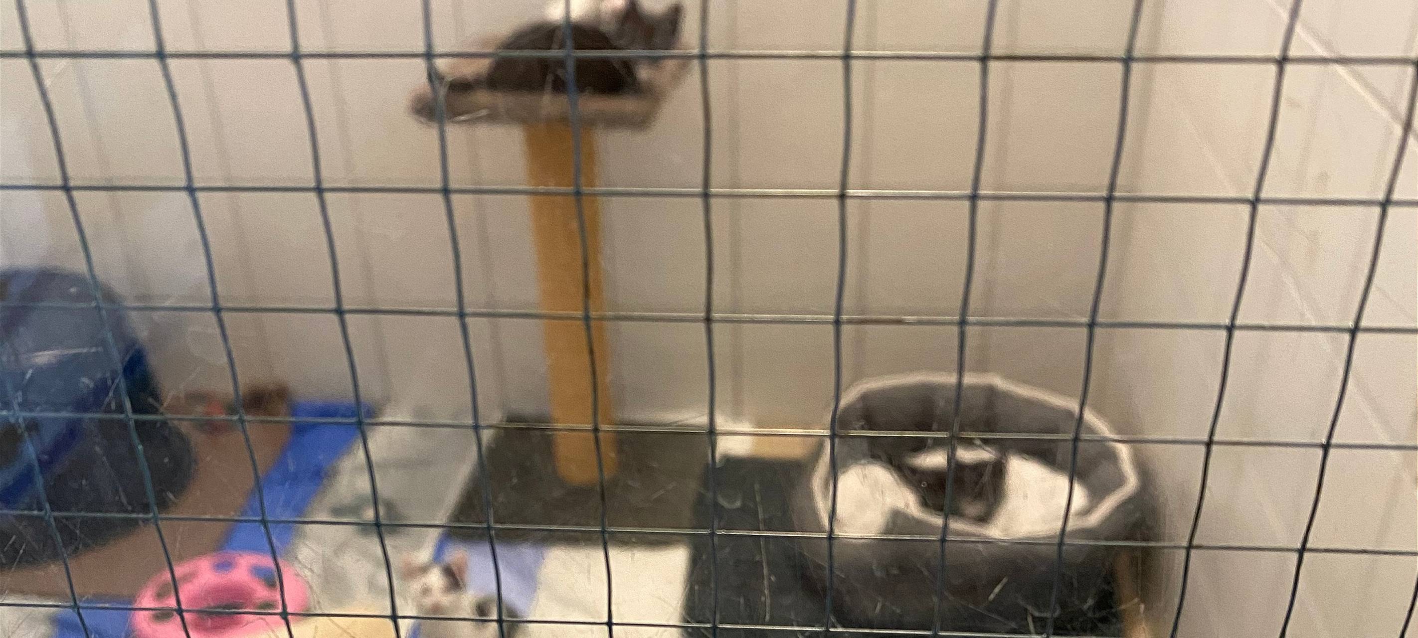 Lippstädter Schreckensfund: 172 Katzen suchen Zuhause!