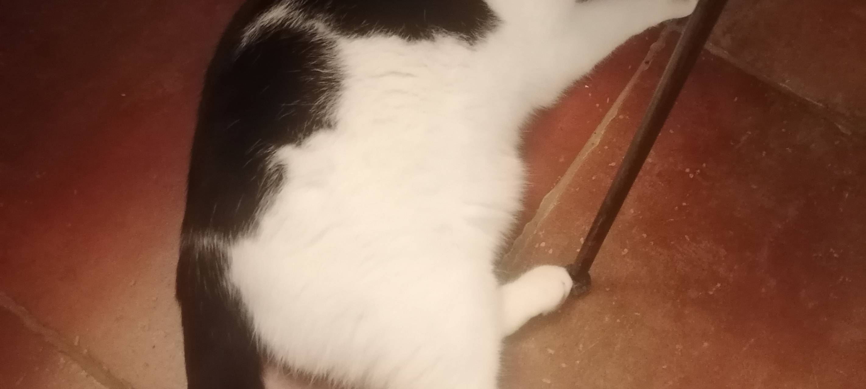 Kater in Welver-Schwefe entlaufen