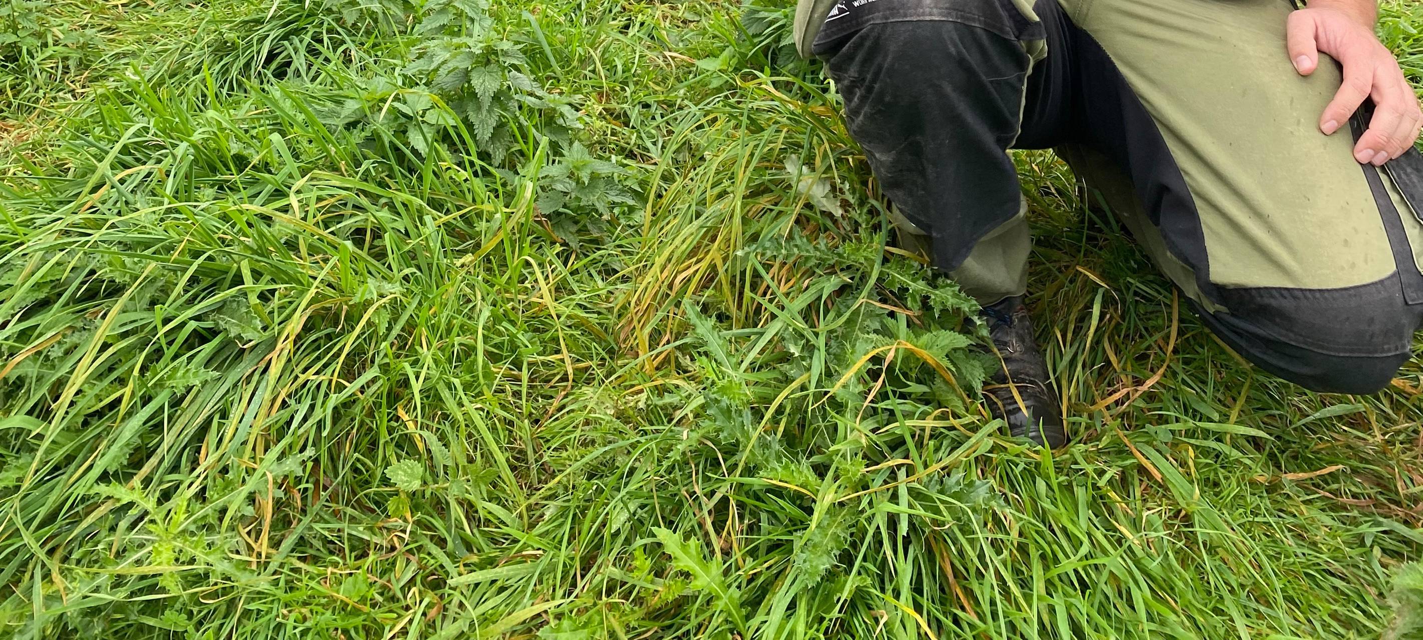 Hühnermobil-Boom im Kreis Soest