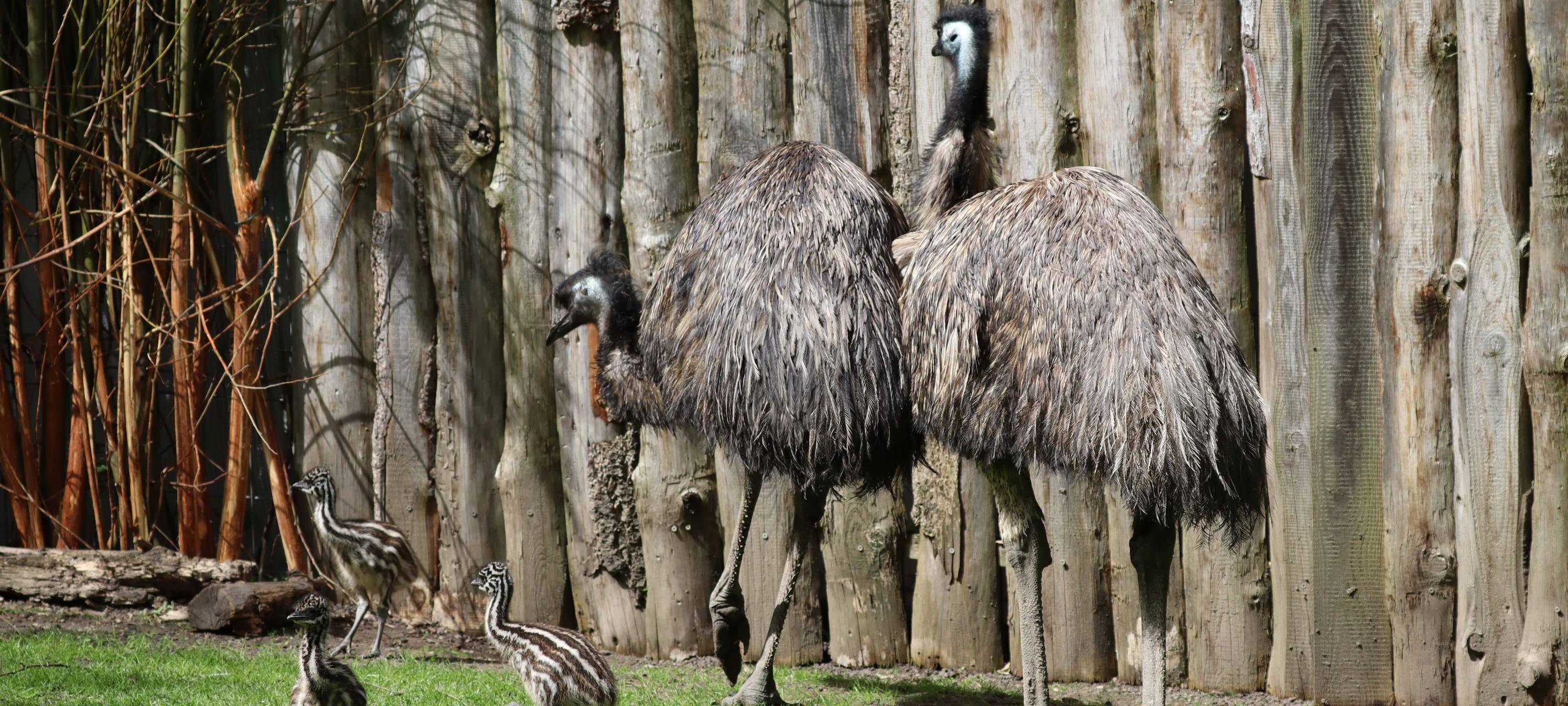 Emu-Nachwuchs im Tierpark Hamm