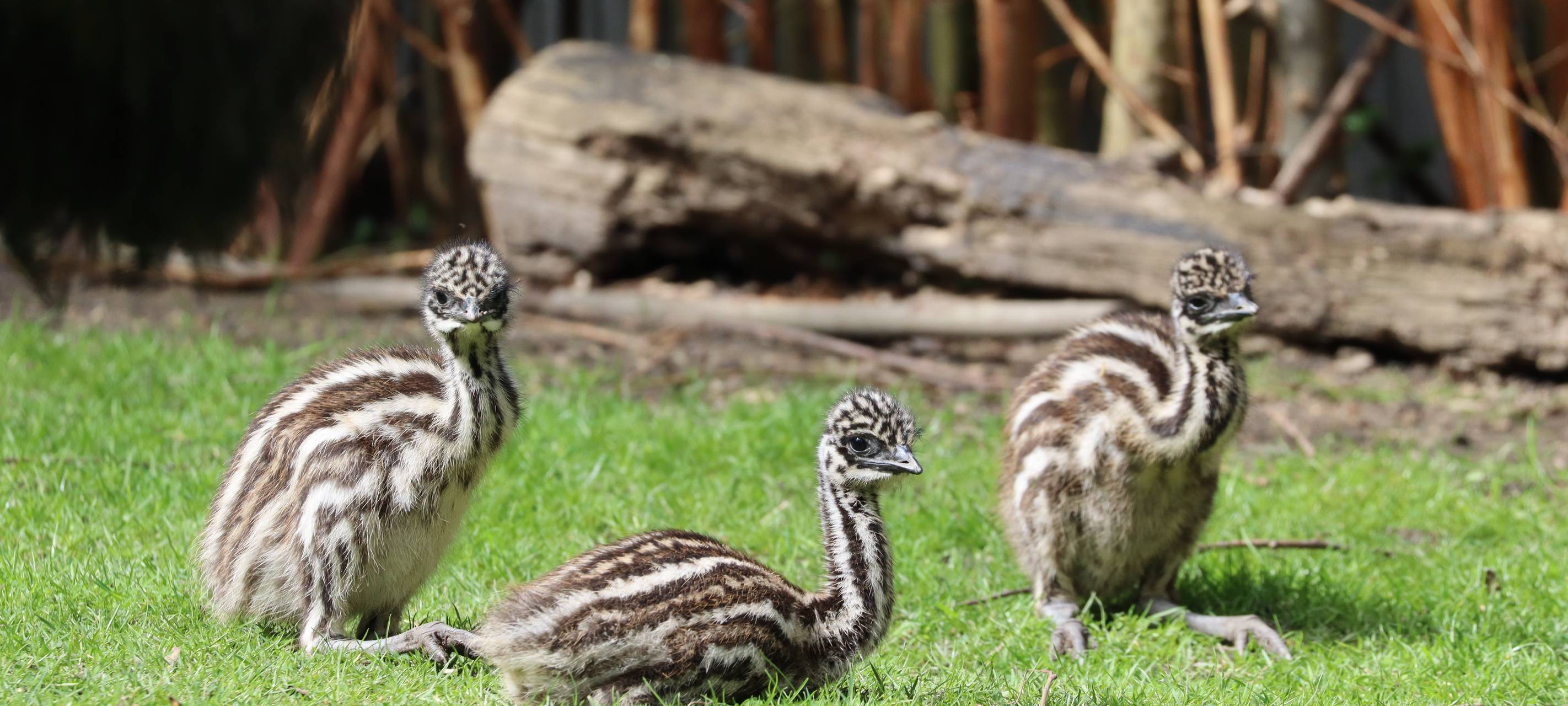 Emu-Nachwuchs im Tierpark Hamm