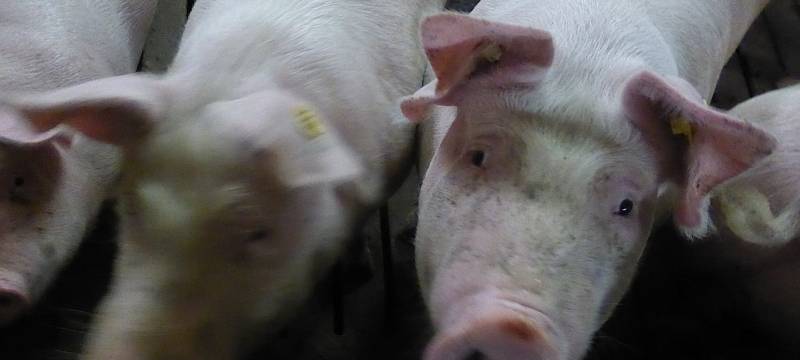 Unfall mit Schweinetransporter im benachbarten Hamm