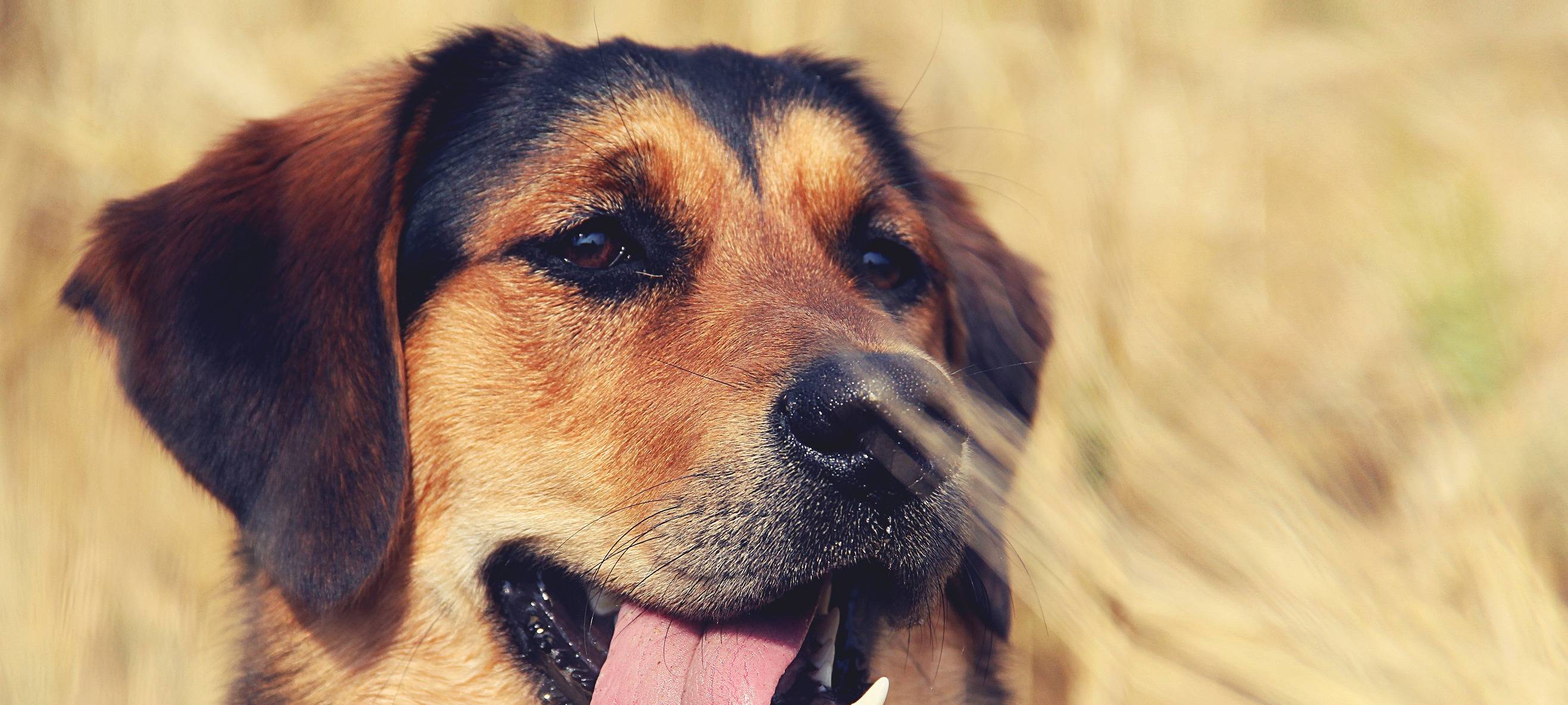 Hundeschwimmen in Erwitte