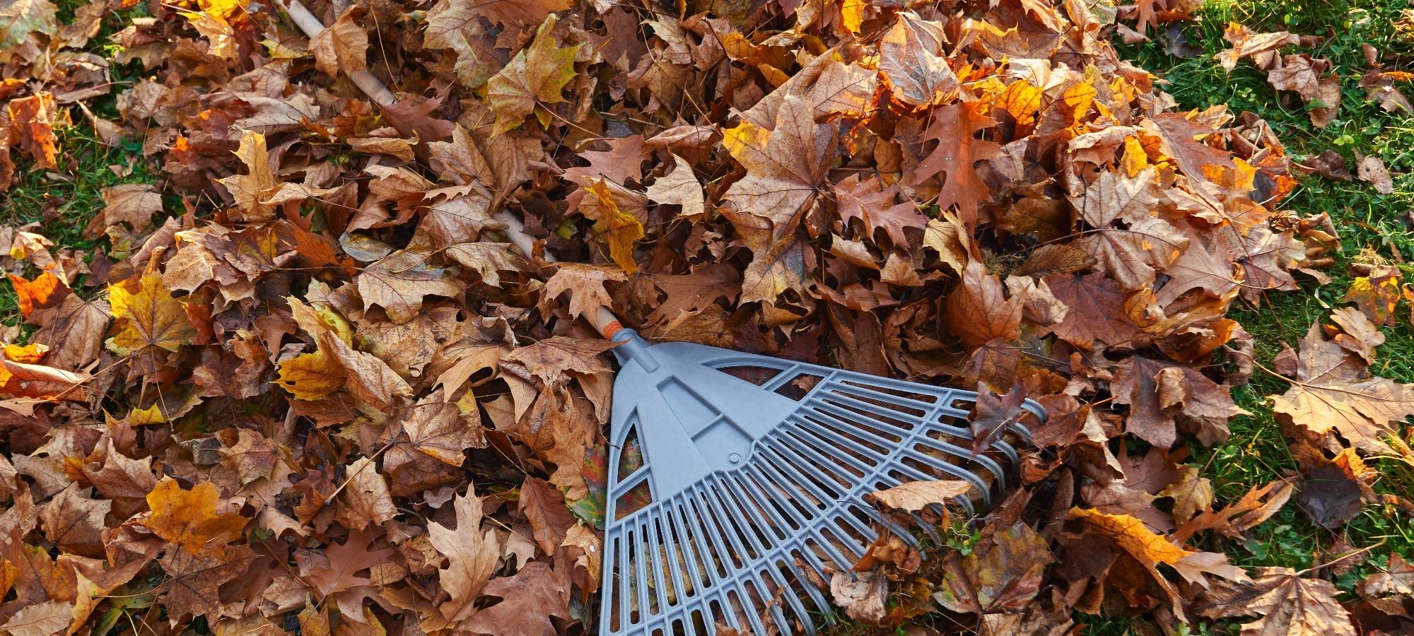 Laub im Garten fegen, Symbolbild
