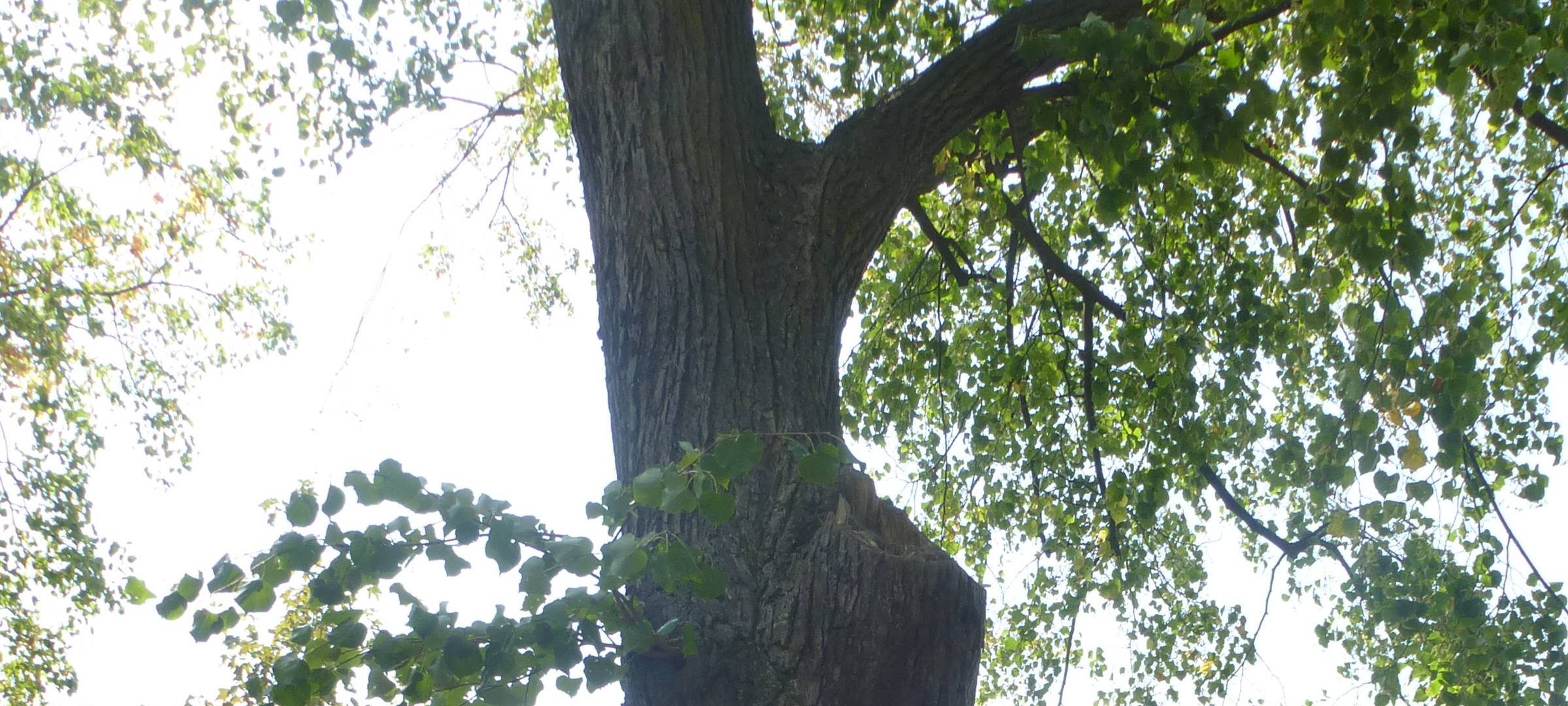 Nach Tornado: Neue Bäume an Friedrichschule in Lippstadt