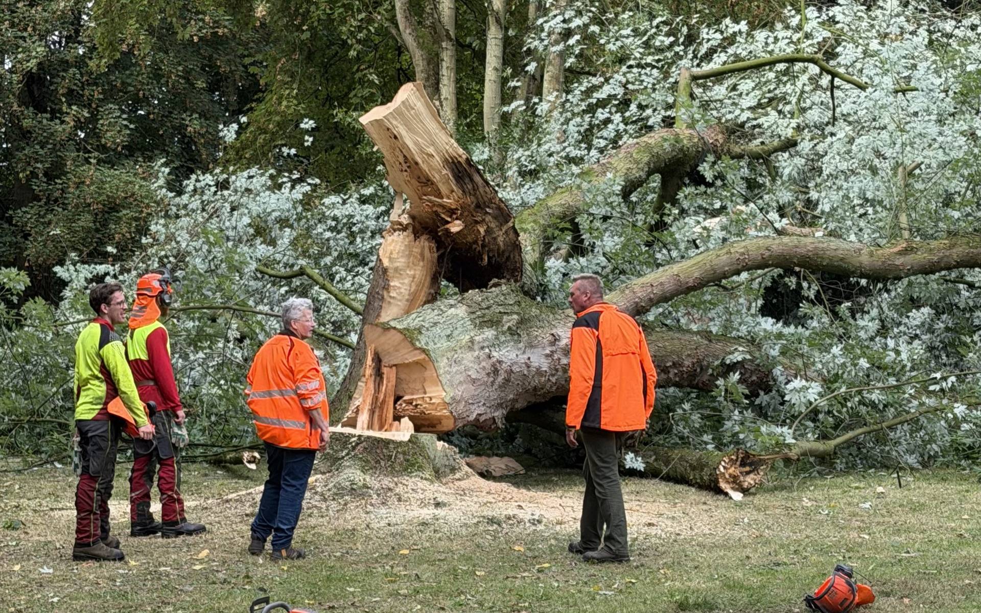 Kurpark Werl: 80 Jahre alter Ahorn weg