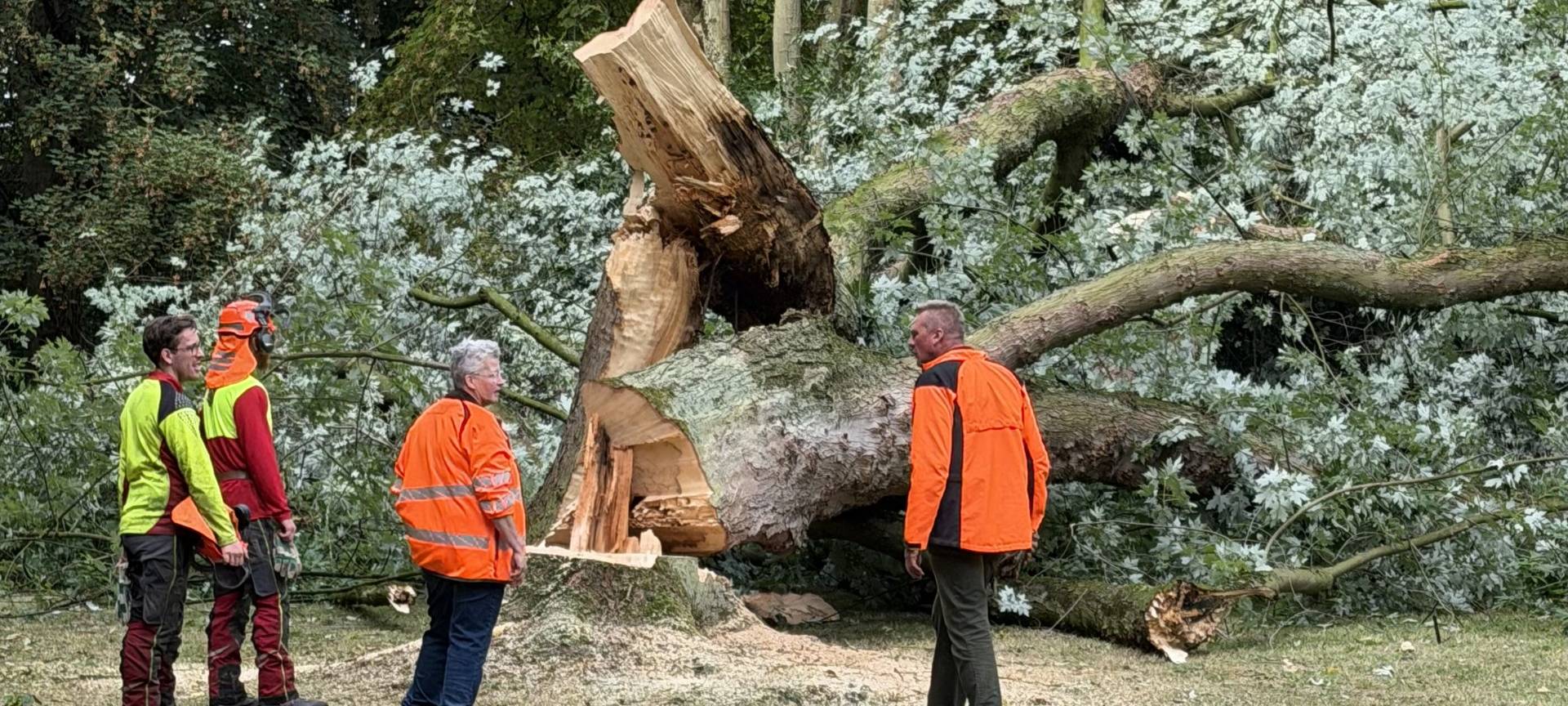 Kurpark Werl: 80 Jahre alter Ahorn weg