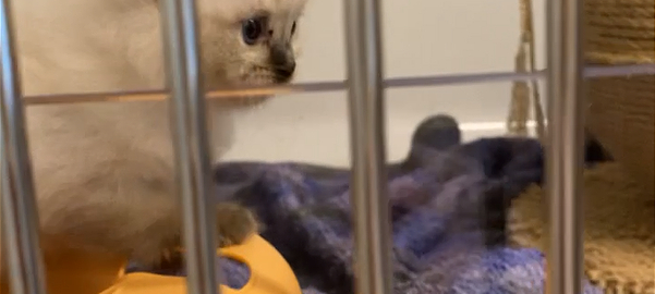 Lippstädter Schreckensfund: 172 Katzen suchen Zuhause!