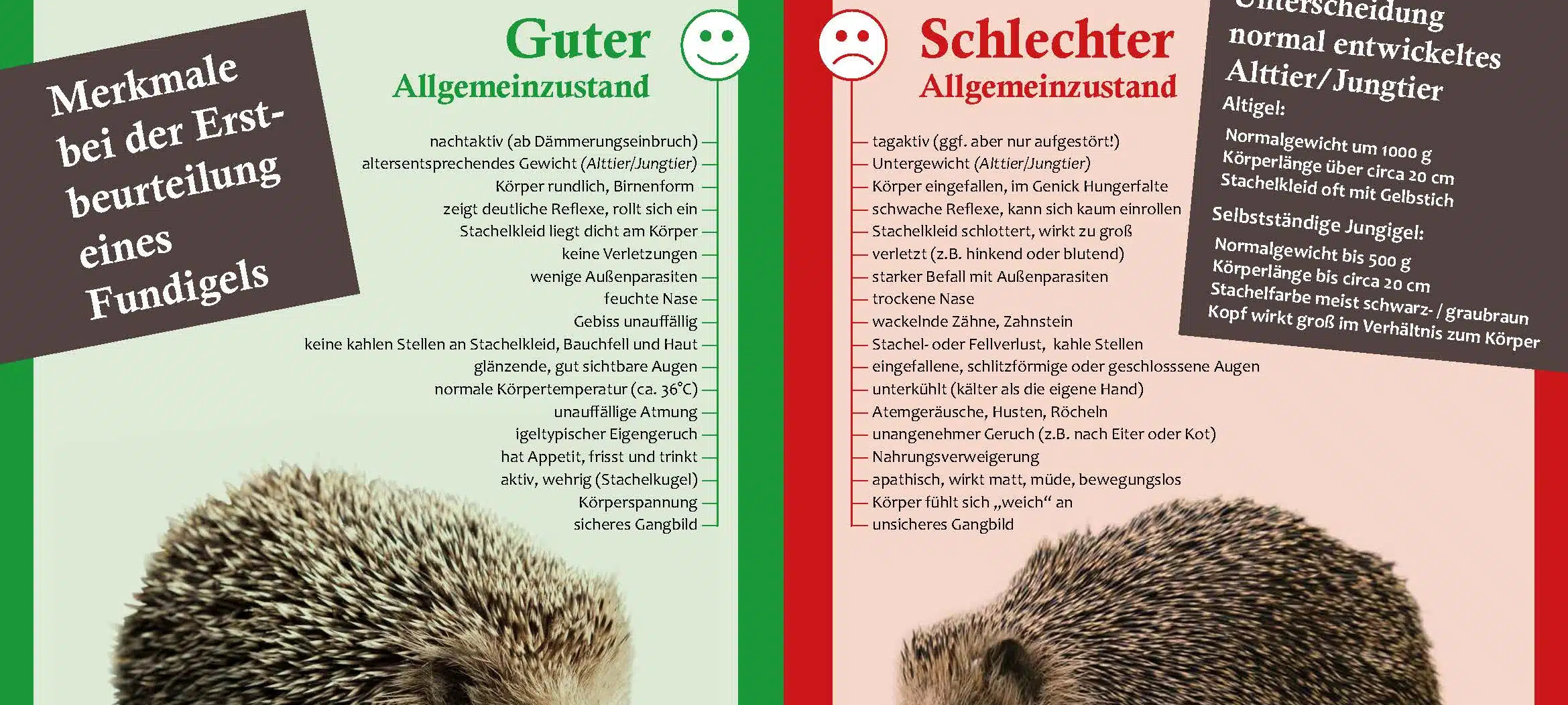 Herbstzeit ist die Igelzeit