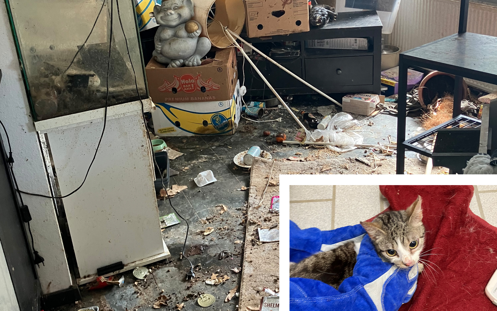 33 Katzen aus Wohnung gerettet