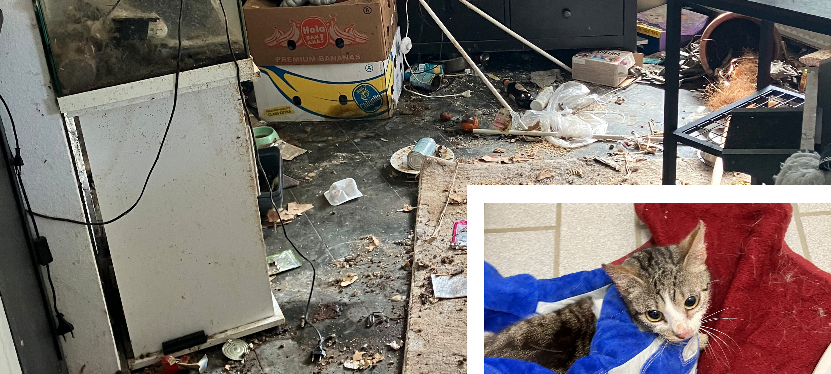 33 Katzen aus Wohnung gerettet